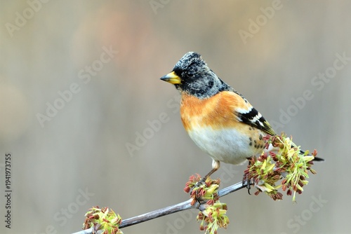 Fringilla montifringilla Brambling bird songbird wildlife nature predator cock o the north, beautiful animal mountain finch, animal, bird watching ornithology, flower bud fauna wildlife Europe