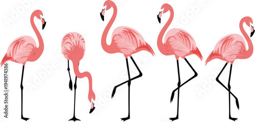 Pink Flamingo Vector Illustration Set with Different Standing Walking and Feeding Poses Tropical Bird Collection