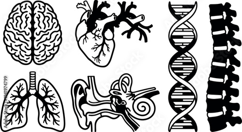 Black and white vector art of brain heart lungs ear spine and dna chain detailed medical anatomy icons set