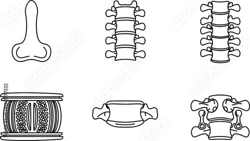 Human spine anatomy set featuring detailed vertebrae and intervertebral discs in a clean line art style vector illustration