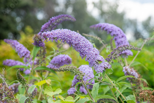 Buddleja davidii flower of a purple ornamental shrub in garden. Bud bloom