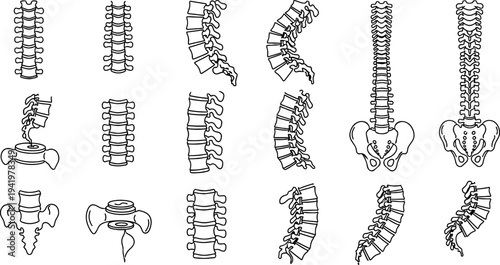 Detailed anatomical vector illustrations showcase various human spine conditions and healthy vertebrae structures from multiple perspectives for educational and medical design