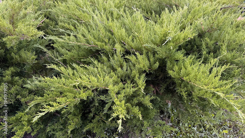 Lush Cossack juniper at cottage closeup showing dense bright green foliage, fine needle texture, lower branches with dried brown