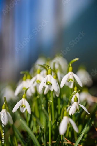 Delicate snowdrops herald the arrival of spring