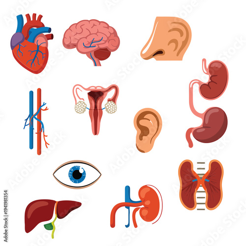 Anatomical illustration depicting various human organs in a colorful cartoon style