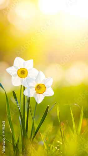 Weiße Narzisse mit gelber Mitte im warmen Frühlingslicht auf einer Wiese