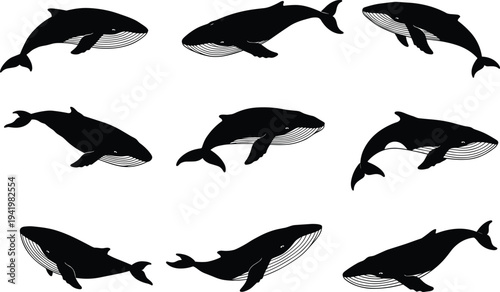 Whale silhouettes, marine animals, ocean wildlife, swimming motion, aquatic mammals, sea creatures, underwater behavior, nature illustration set