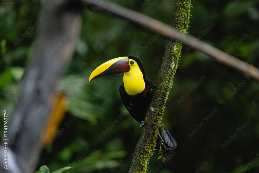 Obraz premium Yellow-throated toucan perched on a mossy branch in rainforest