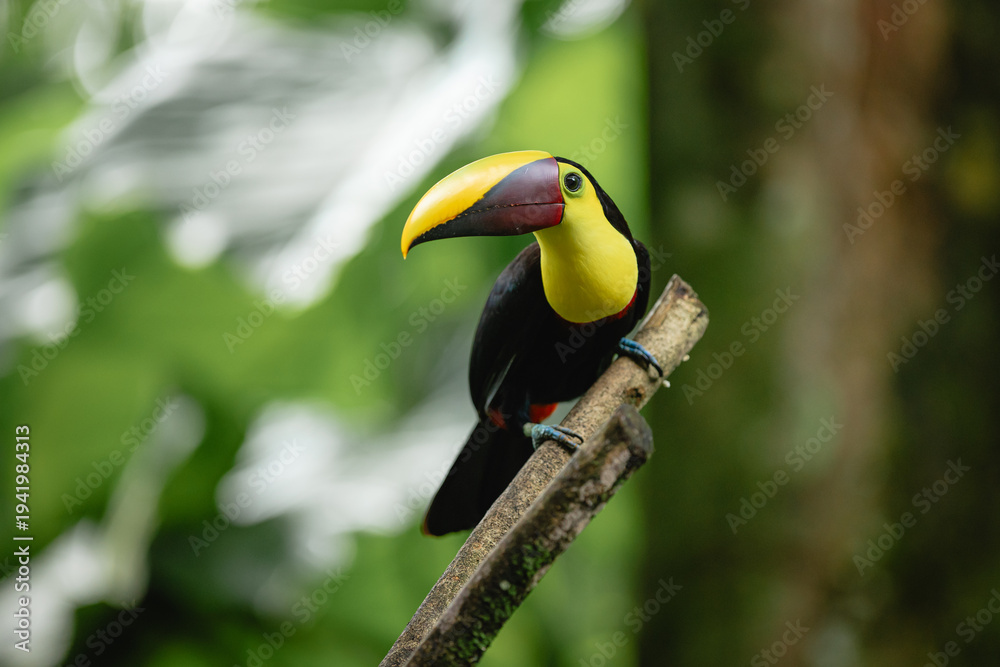 Obraz premium Yellow-throated toucan perching costa rica rainforest branch