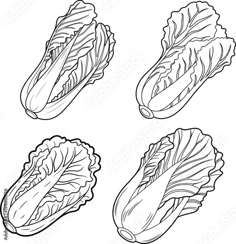 Cabbage Line Art Set