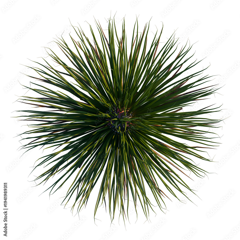 Fototapeta premium Agave striata tree plan, top view, cutout, transparent background, isolate, Green grass texture, close-up of lush green turf, springtime meadow, lawn background