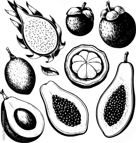 Hand Drawn Exotic Fruits Collection Dragon Fruit Mangosteen Papaya Avocado tropical
