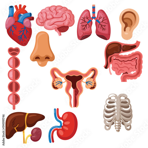 Anatomical illustration depicting various human organs and body parts high quality