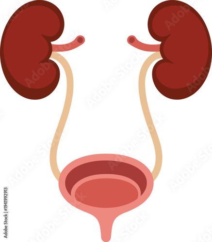 A clear anatomical diagram illustrating the human urinary system including kidneys, ureters, and bladder