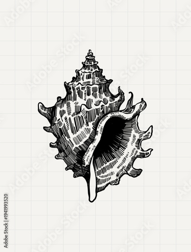 Seashell Vintage Nautical Engraving Illustration