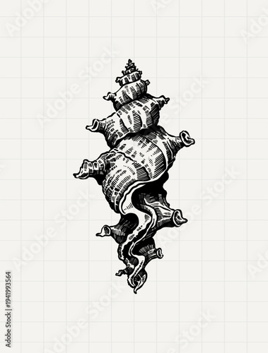 Decorative Ocean Shell Vintage Nautical Engraving Illustration