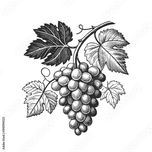 Vintage engraved grape bunch with leaves and vine. Hand drawn black and white vector illustration in detailed retro etching style.