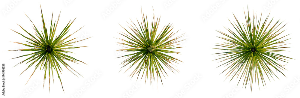 Fototapeta premium Dasylirion texanum tree plan, top view, cutout, transparent background, isolate, Close-up of vibrant green grass texture, detailed macro photography for backgrounds and nature themes.