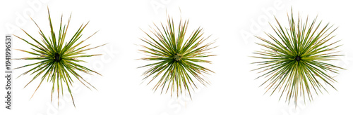 Bild auf Leinwand Dasylirion texanum tree plan, top view, cutout, transparent background, isolate, Close-up of vibrant green grass texture, detailed macro photography for backgrounds and nature themes