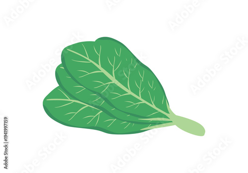 Vegetables and greens flat illustration highlighting fresh kale and organic leaves