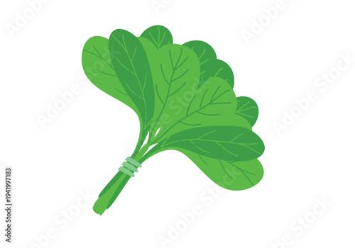 Vegetables and Greens of a Spinach flat illustration showing fresh leaves