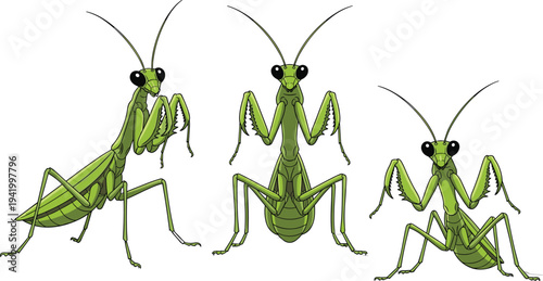 Green Praying Mantis Insect Set with Different Poses of Mantodea Bug Character Isolated for Nature, Wildlife, and Entomology Vector Illustration