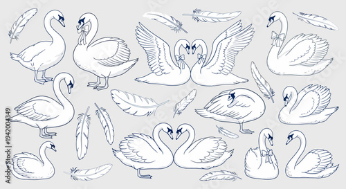 Swans and Feathers in Blue Lines on Gray Background