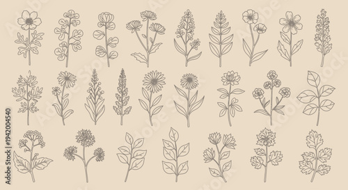 Set of hand drawn botanical plants and flowers