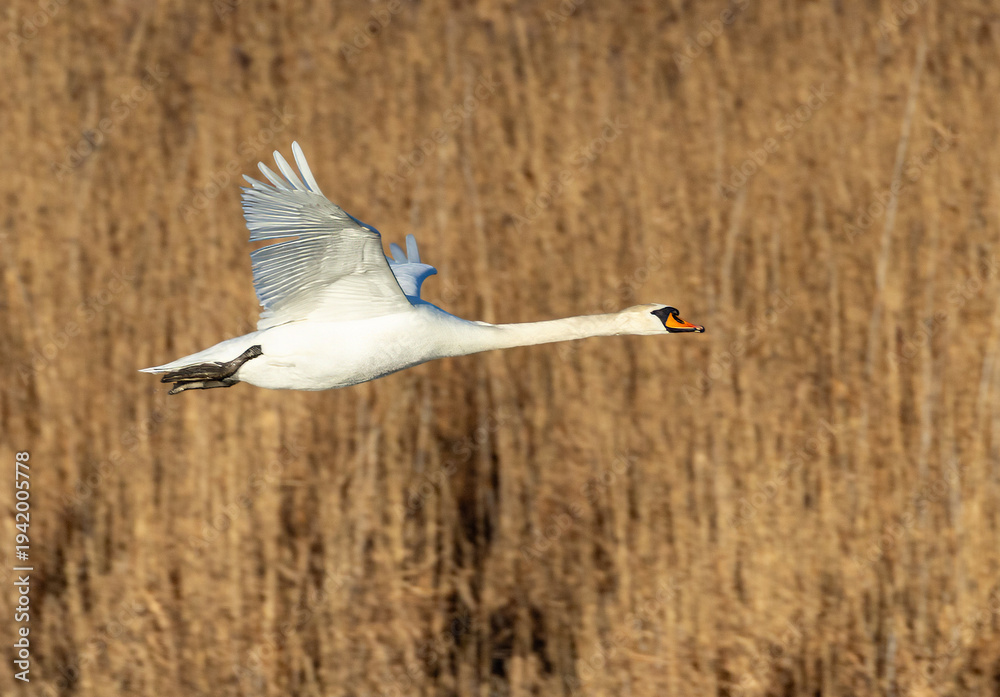 Obraz premium Schwan