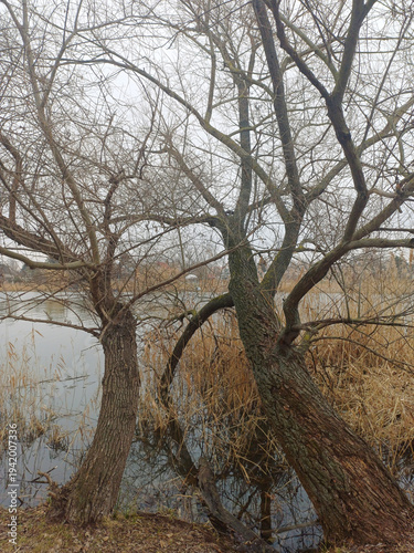 winter trees on the riverbank in winter