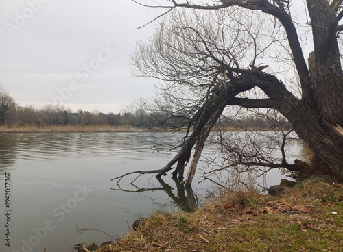 lightning struck tree over winter river