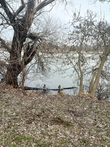 ducks on fallen branch winter river