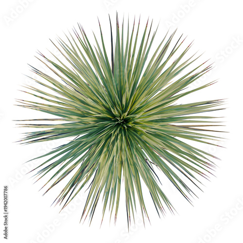 Canvastavla Yucca thompsoniana tree plan, top view, cutout, transparent background, isolate,