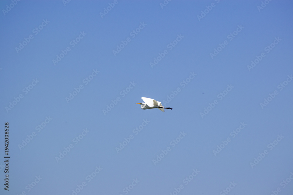 Fototapeta premium heron flying through the air