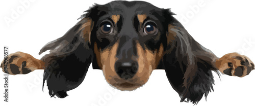 dog isolated on white