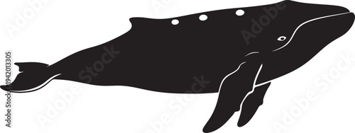 Black silhouette of a humpback whale with distinctive also transparent background marine life