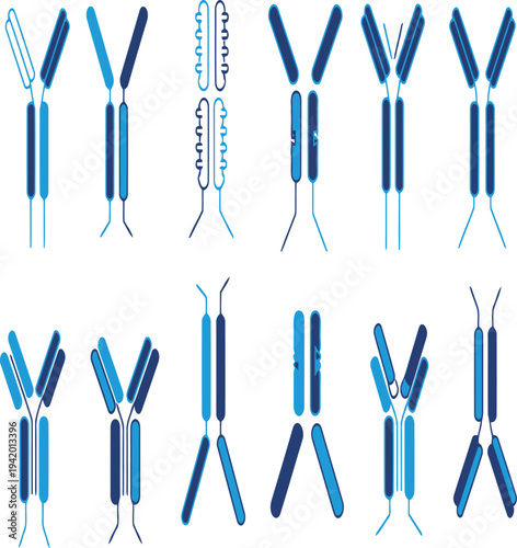 Antibodies in different stages of formation and variation Vector