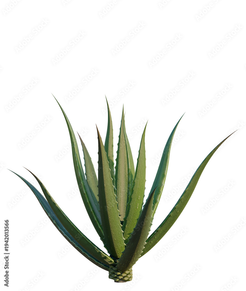 Fototapeta premium Aloe barbadensis tree, elevation, front view, cutout, transparent background, isolate, Aloe Vera Plant Close-Up, Detailed Texture, Natural Beauty, Healthy Lifestyle, Botanical Illustration