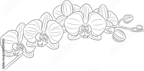 Elegant black and white line art drawing showcasing a beautiful spray of phalaenopsis orchid flowers with closed buds awaiting bloom