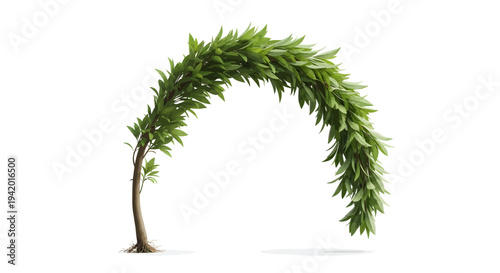 Young tree with lush green leaves forming natural archway
