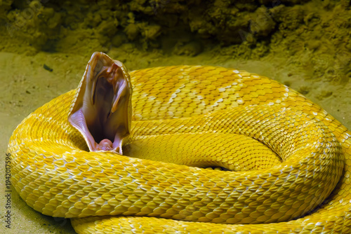 Принти на полотні Western diamondback rattlesnake (Crotalus atrox) or western diamond-backed rattlesnake, an albino individual with its mouth open
