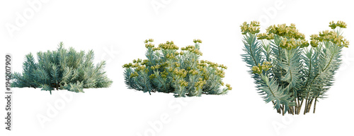 фотографія Euphorbia rigida tree, elevation, front view, cutout, transparent background, isolate, Detailed close-up view of a vibrant, spiky succulent plant with intricate textures and rich green tones