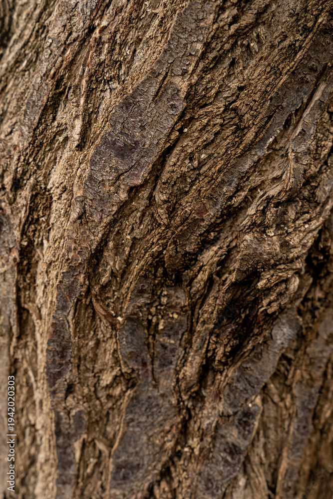 Obraz premium Closeup texture of tree bark.