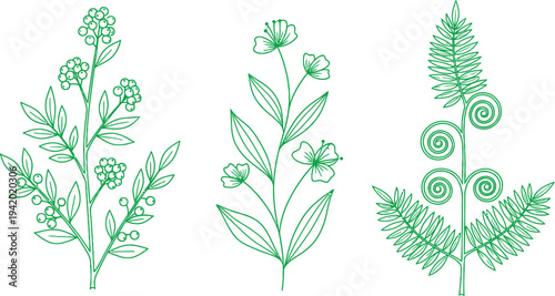 Three green plant illustrations with varying leaf patterns and flower arrangements on a white background