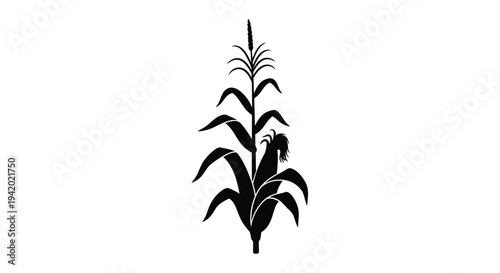 Detailed black silhouette of a mature corn stalk with tassels