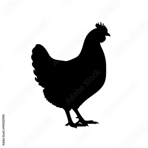Hen Chicken Vector Silhouette Isolated on White Background