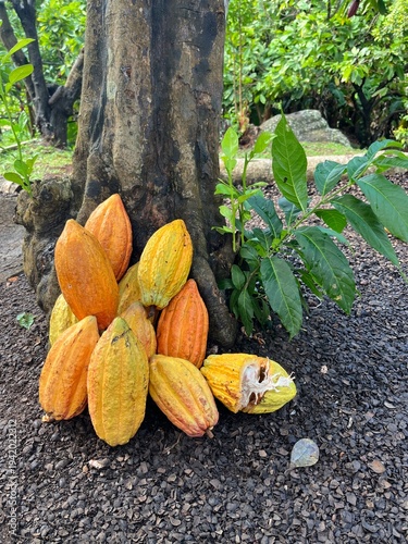 Set of cocoa beans in front of a tree, sunny background with leaves