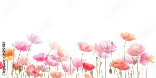 Watercolor poppies and wildflowers border in soft pastel colors, delicate floral illustration with white background for design, hand painted, design element