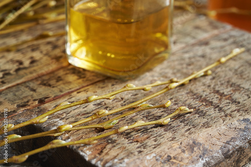 Fresh young willow branches with bark and buds - ingredient for homemade herbal tincture