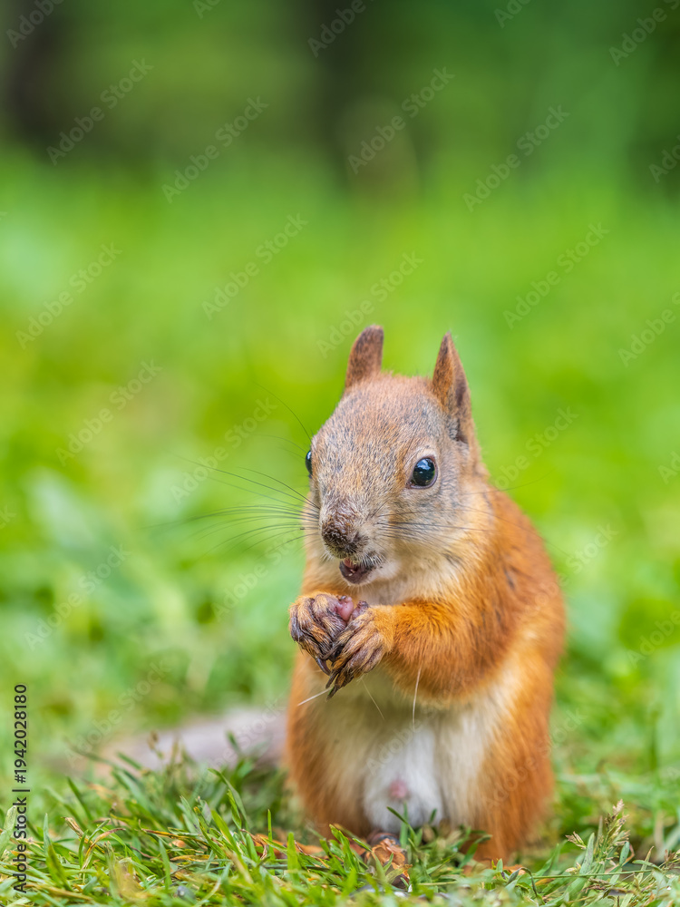 Fototapeta premium Squirrel eats a nut while sitting in green grass. Eurasian red squirrel, Sciurus vulgaris